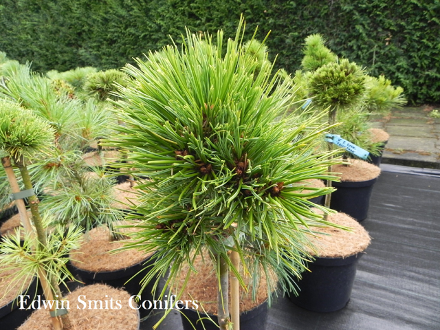Pinus sibirica 'Ermak'